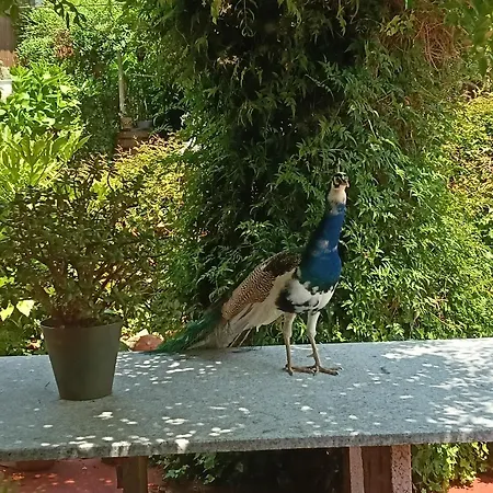 펜션 A Casa Da Ponte *